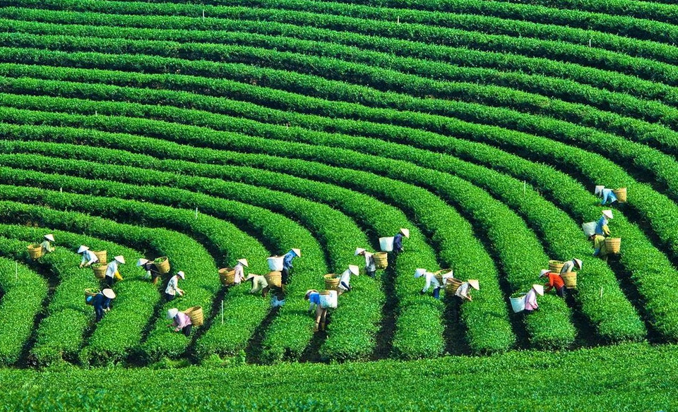 Moc Chau plateau is widely known for its vast green tea hills. (Photo: VNA)