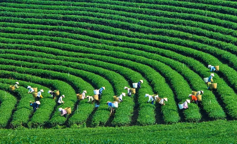 Moc Chau plateau is widely known for its vast green tea hills. (Photo: VNA)