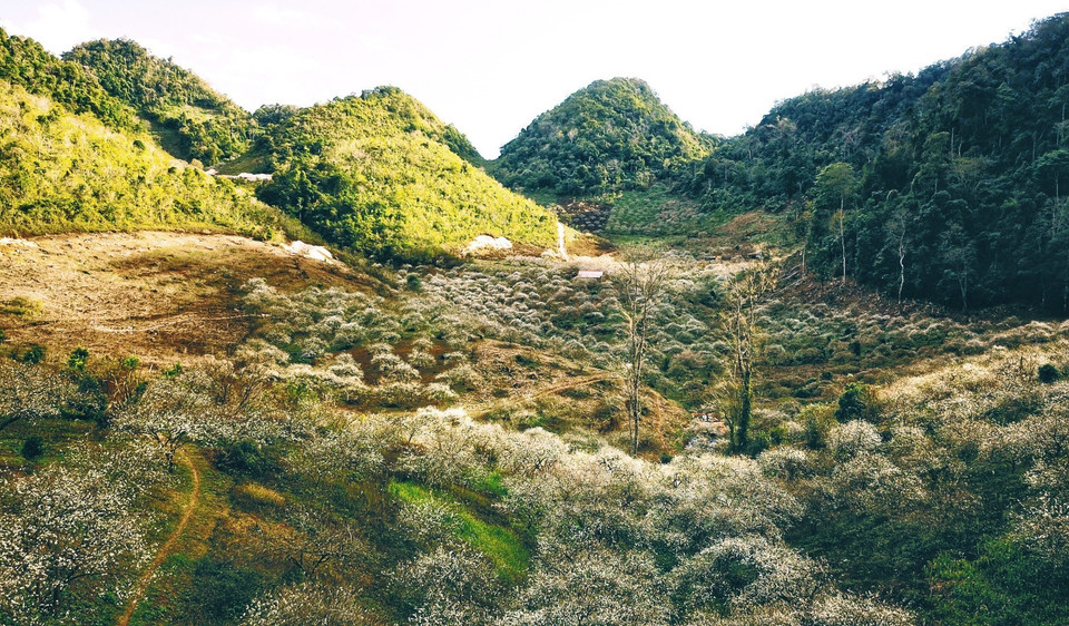The Mu Nau plum valley has been described as the roof of Moc Chau, and includes primeval forests and 40-year-old apricot orchards as well as 25-year-old plum orchards that give the area a pristine and majestic beauty. (Photo: VNA)
