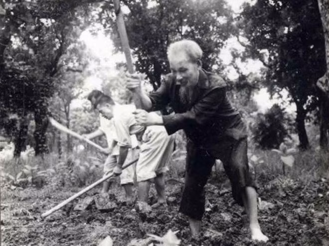President Ho Chi Minh ploughs the ground and plants vegetables in the garden of the Presidential Palace (1957). (Photo: VNA)