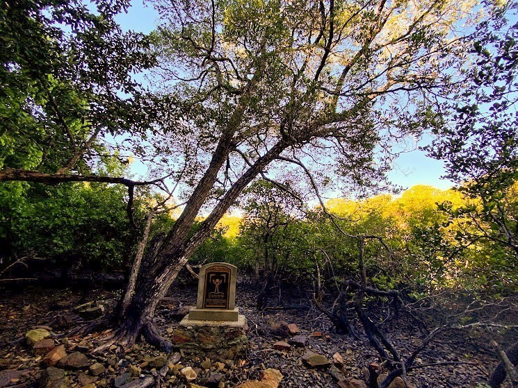 This 278-year-old Coc do (Lumnitzra littorea) in Con Dao National Park is heritage listed. Such trees are found in the Dam Quoc - Hon Ba area. (Photo: VNA)