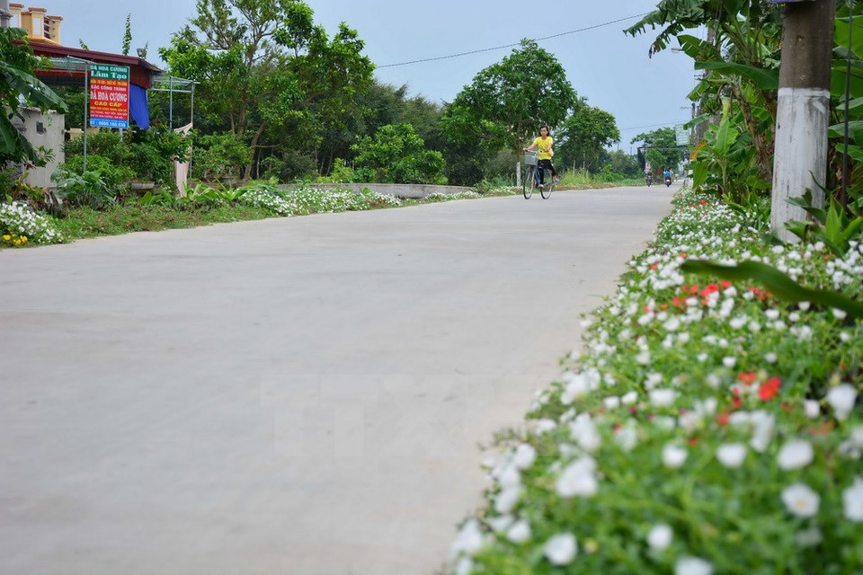 Different types of flowers are selected for roads in Hai Tay commune (Source: VNA)