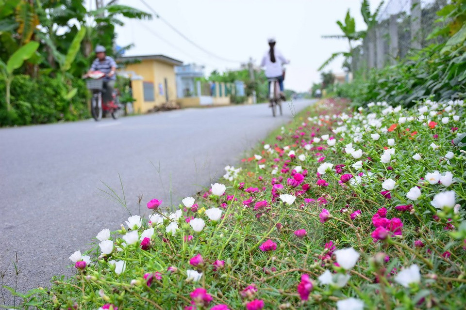 A road in Hai Quang commune, Hai Hau district (Source: VNA)