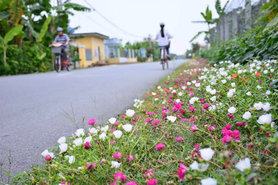 A road in Hai Quang commune, Hai Hau district (Source: VNA)