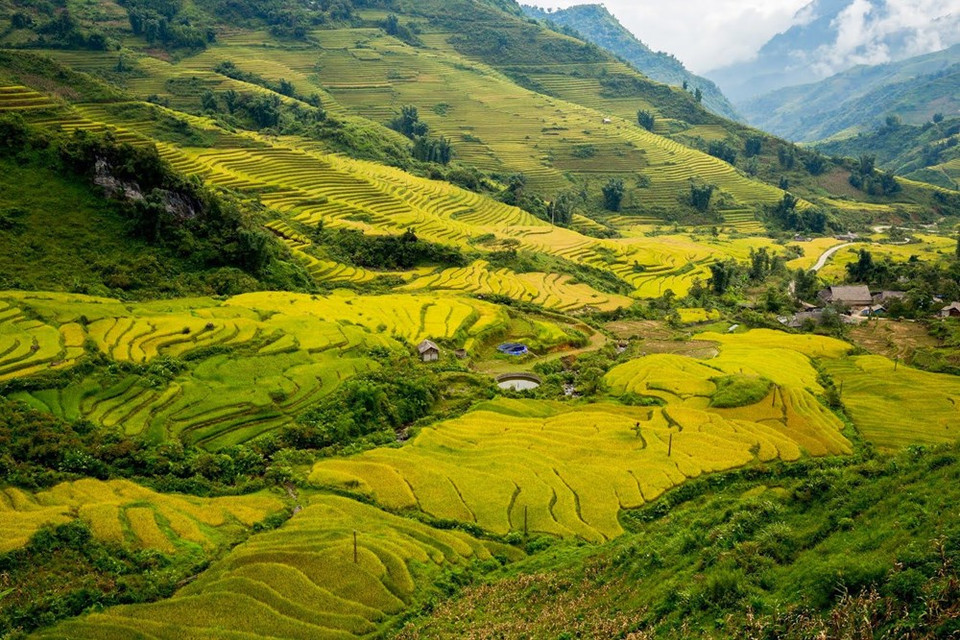 Y Ty commune, located in the west of Bat Xat district, Lao Cai province, 100km to Lao Cai city, is an ideal destination in ripe rice season (Photo: Vietnam+)