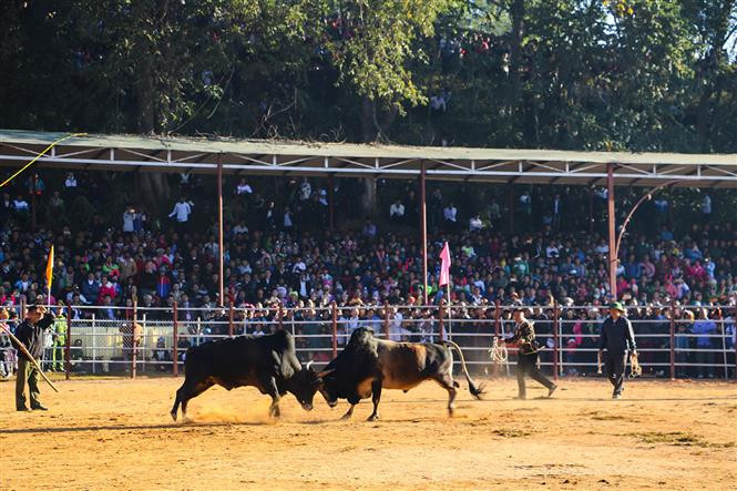 Cow fighting in Dien Bien Dong district during the Tet holidays (Photo: VNA) 