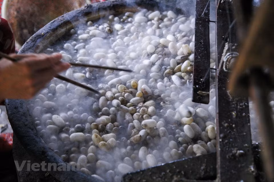 During the French domination, Co Chat silk thread was so well known that in the early 20th century the French built a factory to unravel silkworm cocoons right in the village to exploit the villagers’ professional skills and the great potential of the mulberry growing and silkworm raising area along the Ninh River (Photo: Vietnam+)