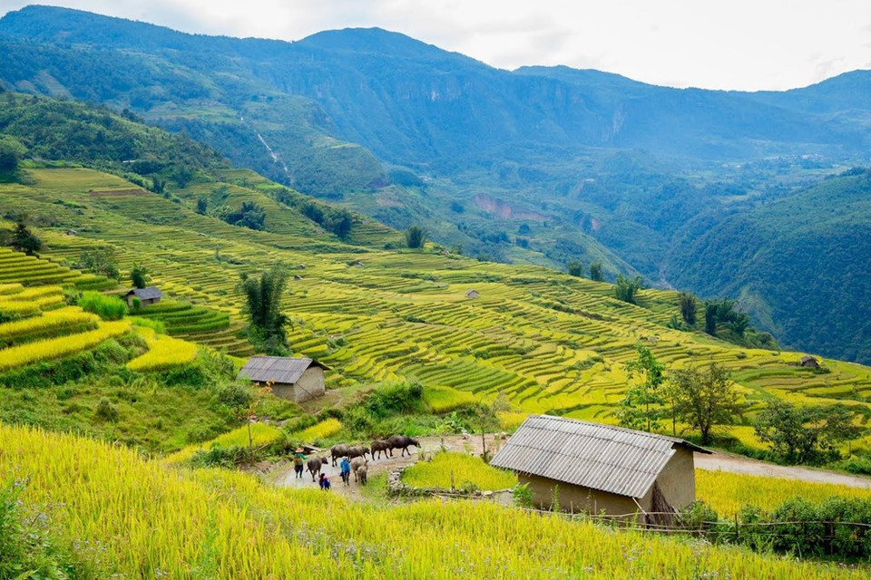 The best time to admire the golden rice fields here is in the beginning of September, when the locals start to harvest their rice crops.(Photo: Vietnam+)