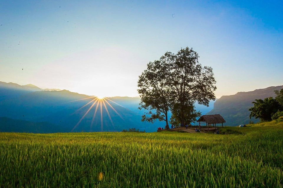 Y Ty is about 2,000m above the sea level. The golden rice season in Y Ty comes the earliest in the northwestern region (Photo: Vietnam+)