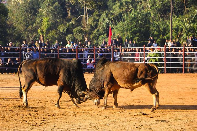 After bringing their harvest home in December, the Mong put all work aside to celebrate the Nao pe chau festival. In photo: cow fighting in Dien Bien Dong district during the Tet holidays (Photo: VNA) 