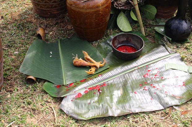 Ba Na men cut the neck of chickens to put blood on bamboo card, which will be taken to the forest later to raise up the spirit of Yang Sri (God of Rice). When everything is ready, the village patriarch starts the worship ritual by saying “Yang Sri, Yang Mountain Cho Lay, Yang River Ba! As our village is celebrating the first new rice festival, please come here, join us, and support us with bountiful harvest and good health for the next year”. Following a howl, Ba Na men beat the drums and gongs, and begin xoang dancing before coming to each family to congratulate them on the occasion of the new rice festival. (Photo: VietnamPlus)