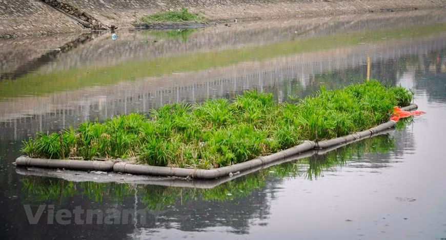 Aquatic plants are placed in the river to help clean up the water (Photo: VNA)