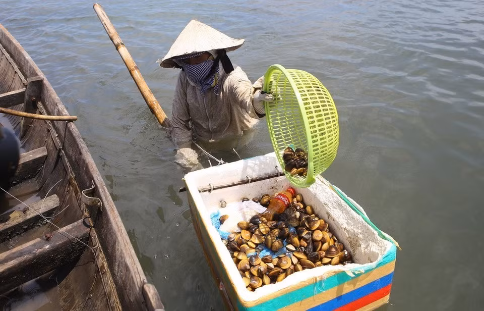 Women in Thua Thien – Hue province strive for catching clams (Photo: VNA)