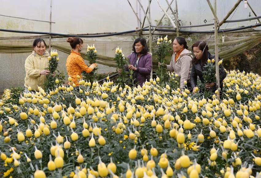 Women in Da Lat city, Lam Dong province grow flowers for better income (Photo: VNA)