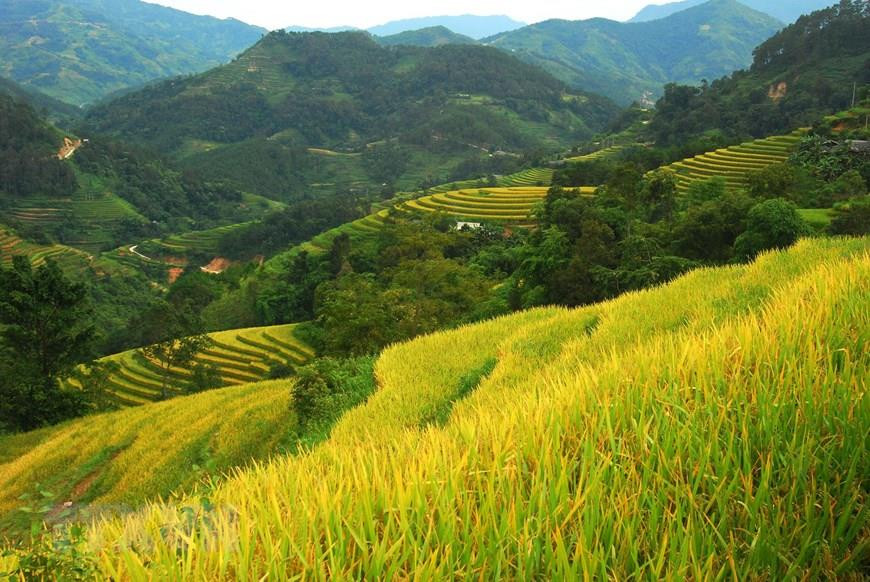 The national heritage terrace rice fields of Hoang Su Phi is one of many famous tourist destinations here (Photo: VNA)