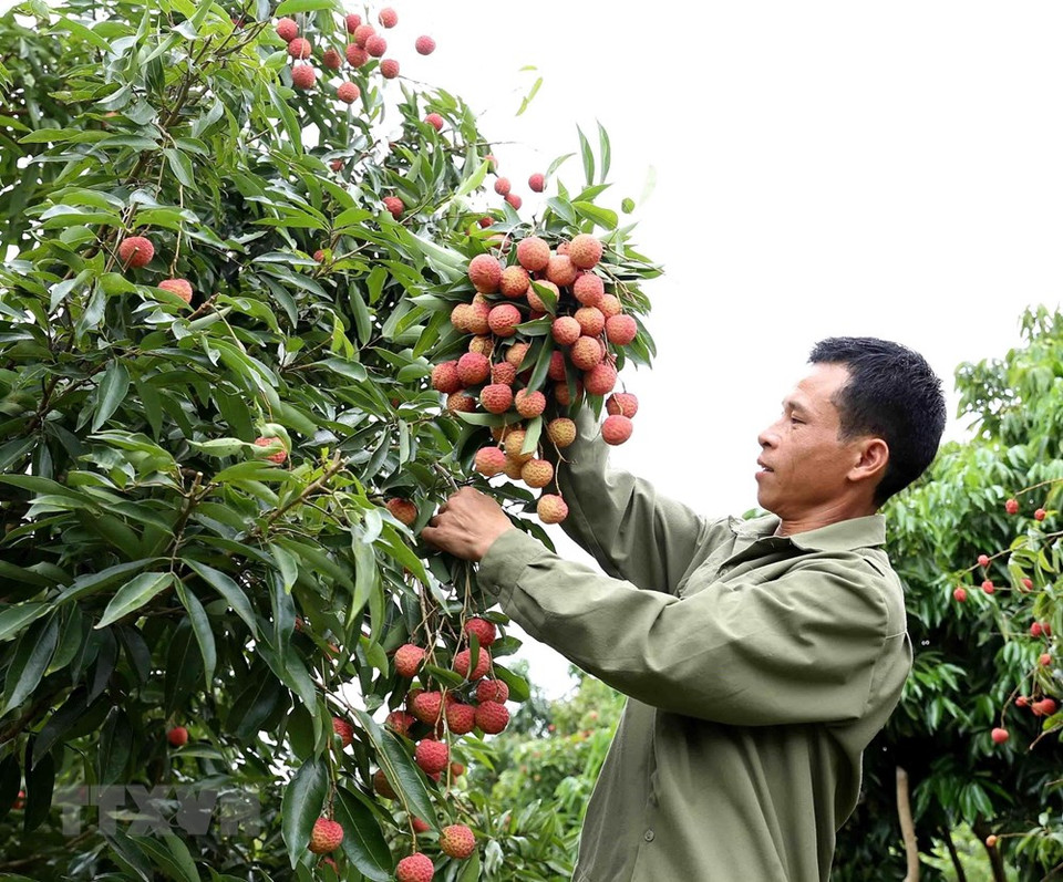 Bac Giang province is known as the largest concentrated lychee growing area in north Vietnam (Photo: VNA)