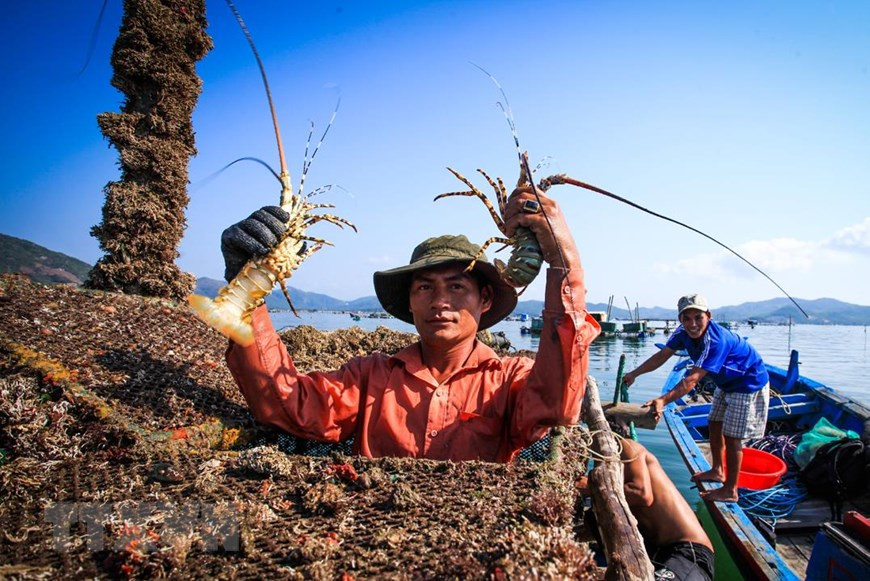 Farmers in Xuan Dai bay, Song Cau town are thrilled when lobsters meet the requirement for consumption (Photo: VNA)
