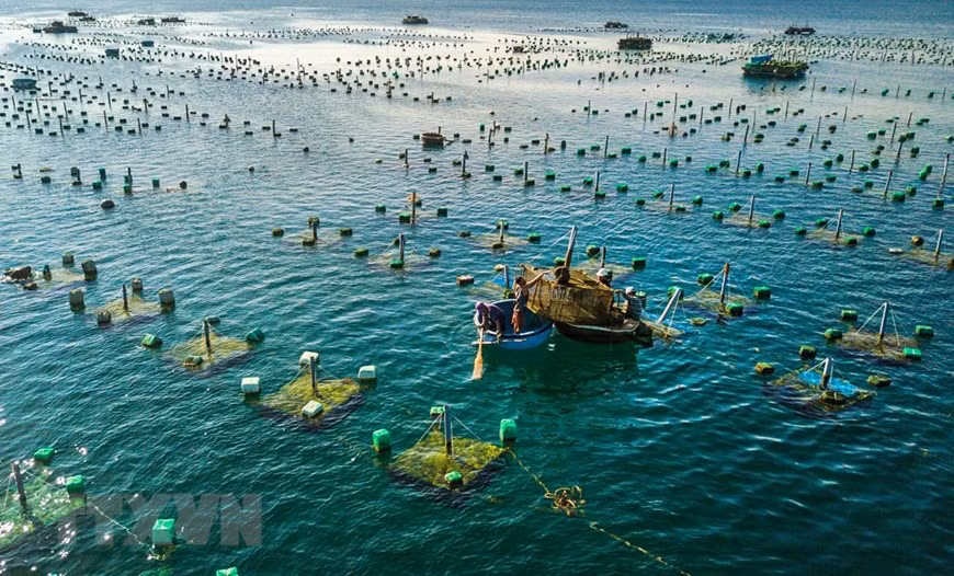 Aerial shot of the lobster farming area (Photo: VNA)