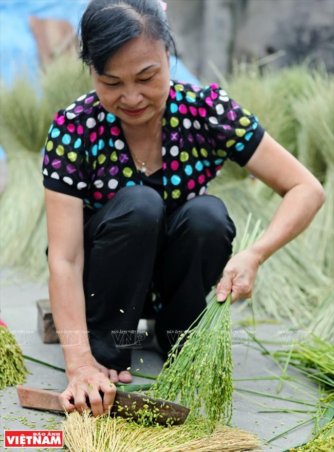 Plucking the grains is the first step to make rice flakes (Photo: VNA)