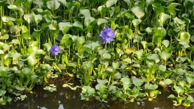 Water hyacinth is an aquatic plant available in Vietnamese countryside (Source: Internet)