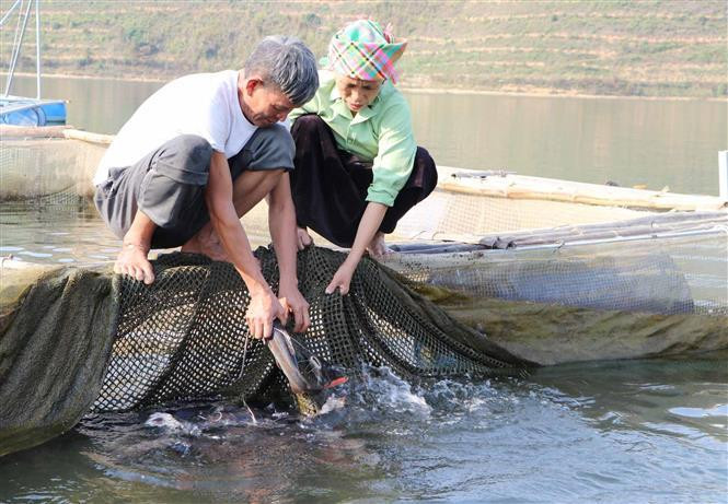With more than 10 fish cages, Hoang Van Tien in Tham Phe village, Muong Kim commune, Than Uyen district can rake in over 200 million VND (about 870,000 USD) per year (Photo: VNA)