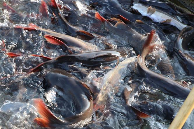 Hemibagrus, a genus of catfish, is bred in the water surface of Ban Chat hydropower plant, bringing high economic value for local fish farmers (Photo: VNA)
