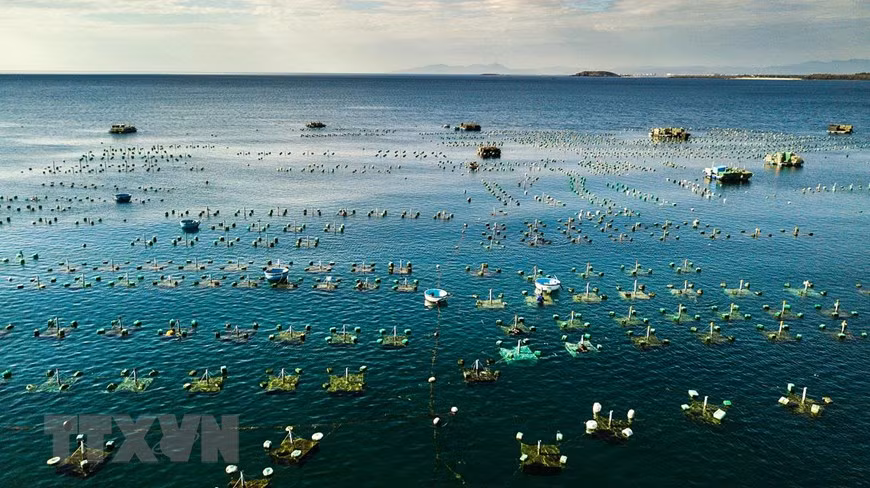 Lobster farming cages in Xuan Dai bay, Song Cau town (Photo: VNA)