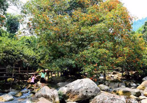 Mooc stream is like a fairyland and an ideal stopover during hot summer days (Photo: VNA)
