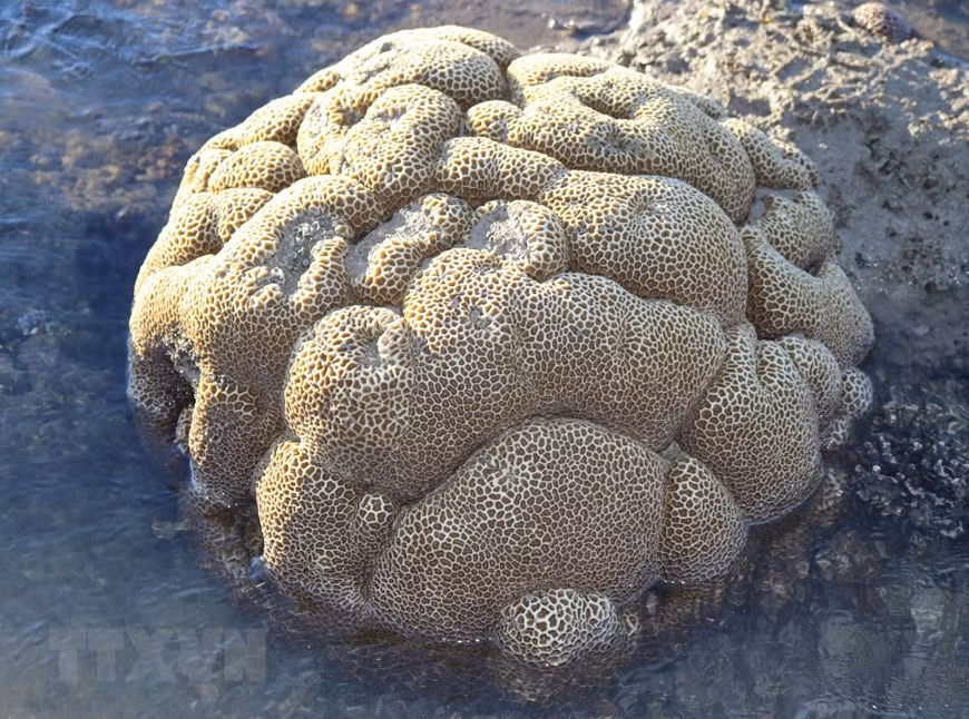 A brain-shaped coral (Photo: VNA)
