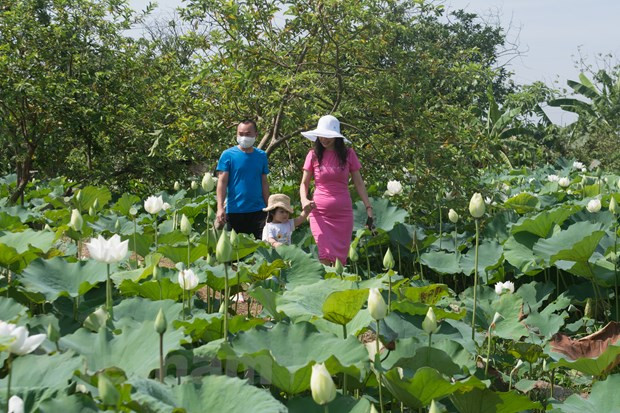 Lotus flowers can be many different colours, and each carries its own meaning. White represents purity, while pink shows a devotion to Buddha. Blue, with its wisdom and logic, represents enlightenment. Purple shows spirituality, and green is the colour of rebirth. As well as being beautiful to look at, and having a wonderful fragrance, lotus flowers have other uses: the young stems are used in salads, the stamens can be dried and made into a herbal tea and the lotus seeds are eaten raw, dried or boiled. In the photo: Many families come to lotus ponds in Tam Hung commune, Thanh Oai district to enjoy good time and capture beautiful moments (Photo: Thoa Chu/ Vietnamplus)