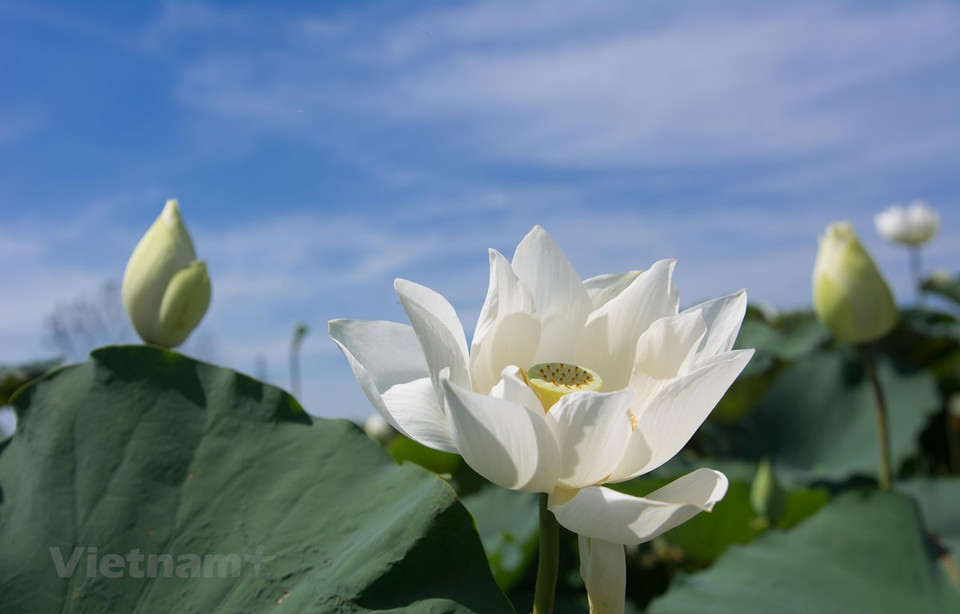Lotus flowers play an important role and special position in both Vietnamese spirit and culture. By contemplating lotus blossoming, we can see and recognise images of Vietnamese people. The lotus stands for beauty in Vietnam. It reaches through the mud and grime to show off its colour and shape to the world. These blossoms have long been linked to Buddhism, nobility, and pure thoughts. Vietnamese people have considered the lotus as a symbol of beauty overcoming darkness. Lotus is known as an exquisite flower, symbolises the purity, serenity, commitment and optimism of the future as it is the flower which grows in muddy water and rises above the surface to bloom with remarkable beauty. (Photo: Thoa Chu/ Vietnamplus)