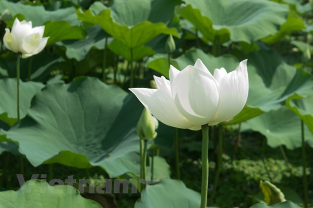 Vietnamese people have considered the lotus as a symbol of beauty overcoming darkness. Lotus is known as an exquisite flower, symbolizes the purity, serenity, commitment and optimism of the future as it is the flower which grows in muddy water and rises above the surface to bloom with remarkable beauty.An old chant states:“No other species in the lake can rival lotusesGreen leaves, white blossoms and yellow pistilsYellow pistils, white blossoms and green leavesNever tarnished by the dirty mud nearby.”Every traditional village in Vietnam boasts a bamboo hedge, a banyan tree, and a lotus pond. In Vietnam, pink lotus blooms are symbolised romantic love.(Photo: Thoa Chu/ Vietnamplus)