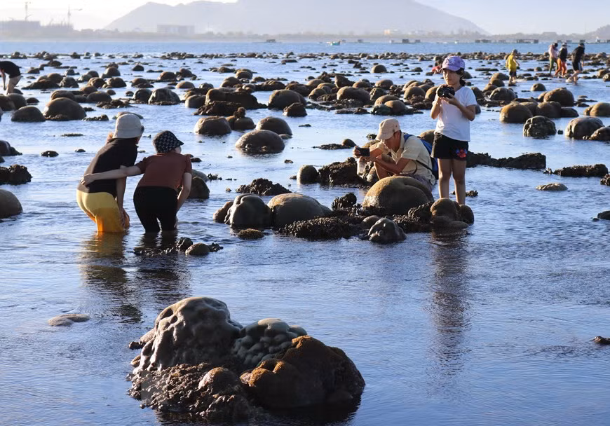 Whenever the tide recedes, coral reefs stretching for kilometeres on Dong Hai beach in Phan Rang-Thap Cham city, Ninh Thuan province, showing up unique shapes and colors. In the photo: Coral reef is an attraction, especially for young people to visit and capture beautiful moments (Photo: VNA)