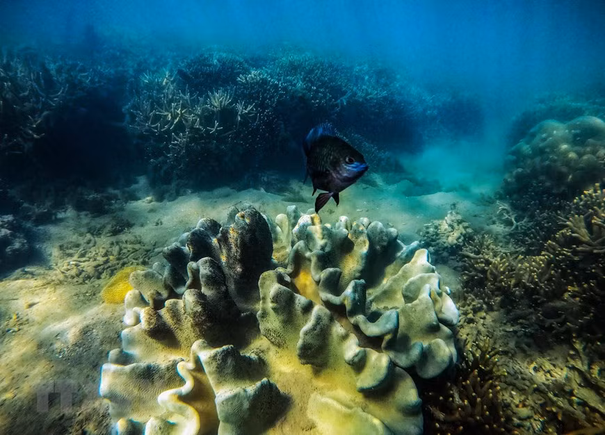 Coral reef creates beautiful scenery to attract tourists (Photo: VNA)