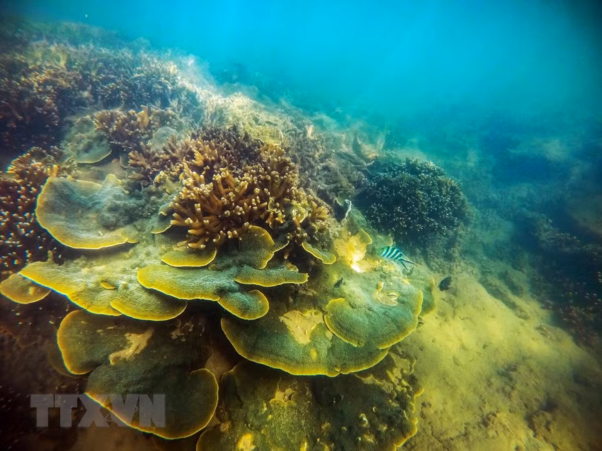 Coral reef creates beautiful scenery to attract tourists (Photo: VNA)