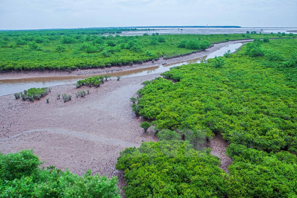 Fertile alluvium of the Red River and the sea has created a wetland rich of wild fauna and flora (Photo: VNA)