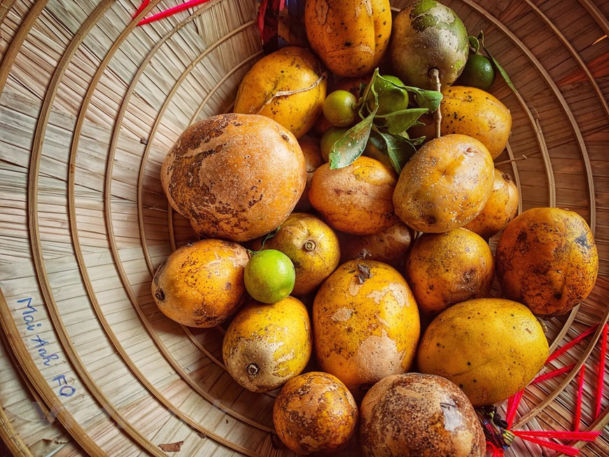 For visitors, picking fruits by themselves and try them at the garden is an interesting experience (Photo: Vietnam+)