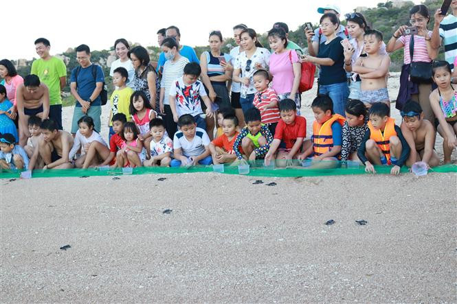 Pupils particpate in releasing turtles to the sea at Nui Chua National Park (Ninh Thuan) (Photo: VNA)
