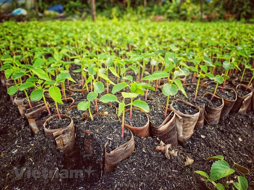 The young tree will be transported to many other places nationwide (Photo: Vietnam+)