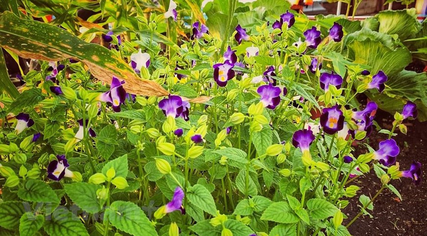 Not only seedling flowers (Photo: Vietnam+)