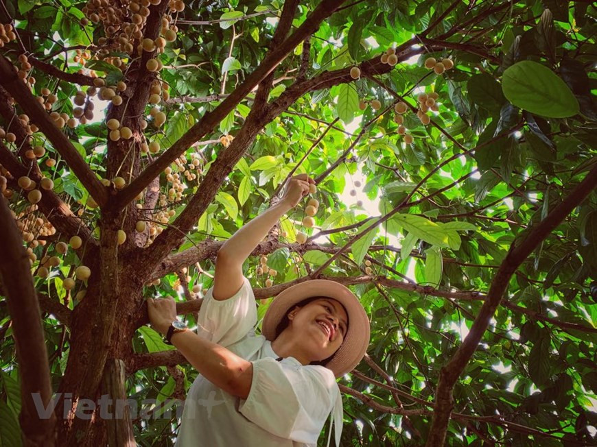 Visitors are interested in picking the fruits by themselves (Photo: Vietnam+)