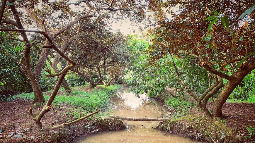 Perennial star apple trees bring great benefit for local people (Photo: Vietnam+) 
