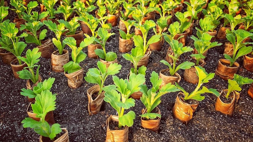 These young daisy trees will turn yellow to welcome the spring (Photo: Vietnam+)