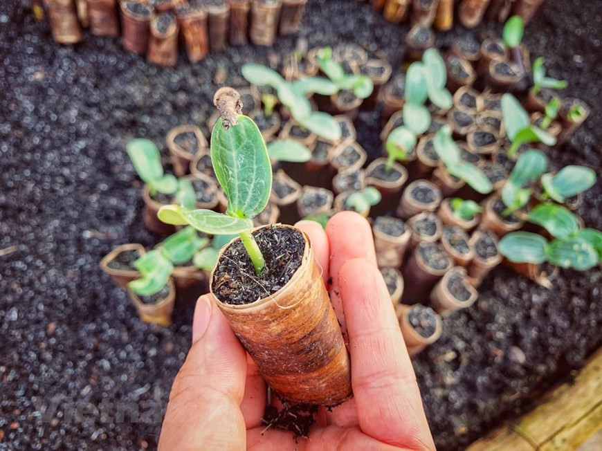 The environmentally-friendly trade village does not use nylon bag but banana leave instead (Photo: Vietnam+)