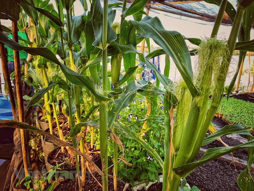 Households in the village also seed fruits and fruit trees (Photo: Vietnam+)