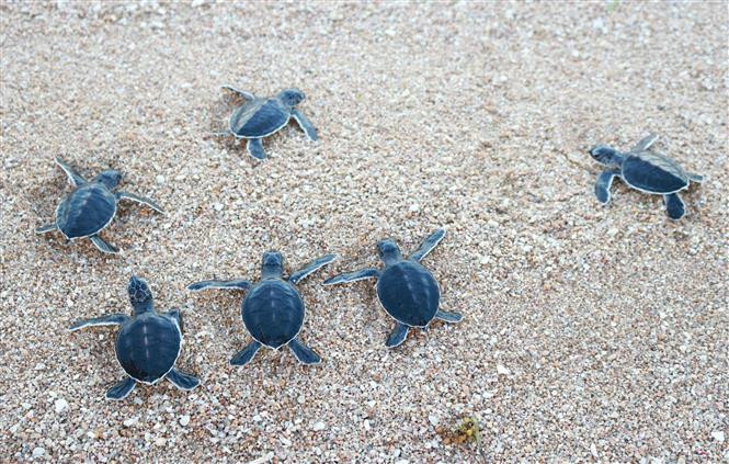 Turtes are released into the sea (Photo: VNA)