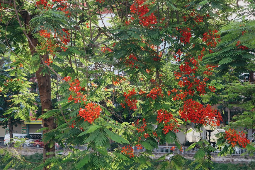 Typical colours of summer flowers in the North. (Photo: Vietnam+)