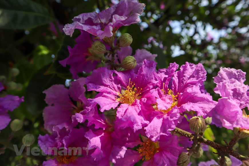 Violet ‘bang lang’ (Lagerstroemia speciose) flowers signal the start of summer in Hanoi. (Photo: VNA)