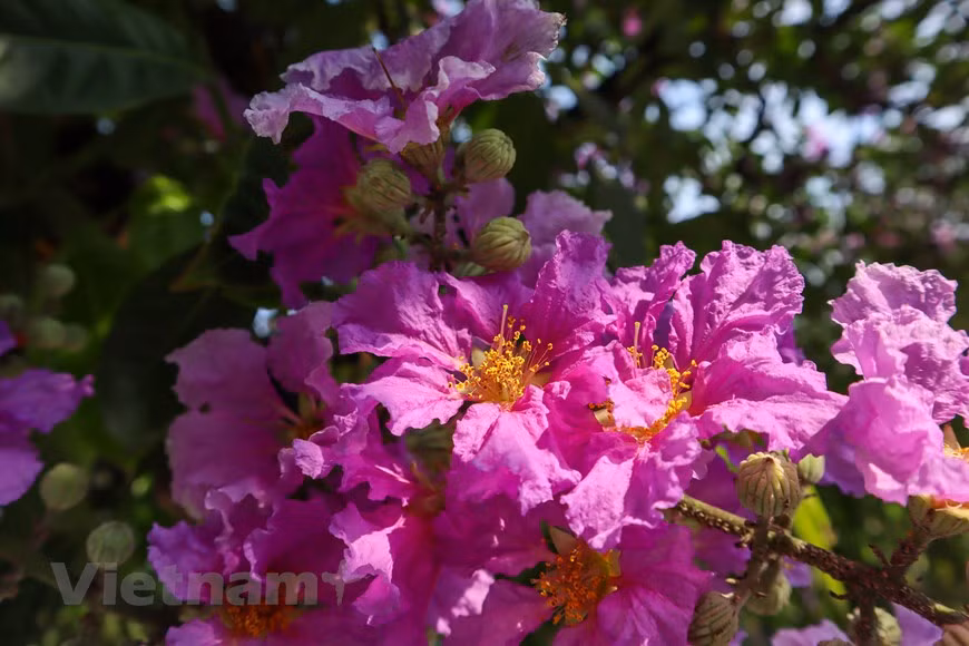 Violet ‘bang lang’ (Lagerstroemia speciose) flowers signal the start of summer in Hanoi. (Photo: VNA)