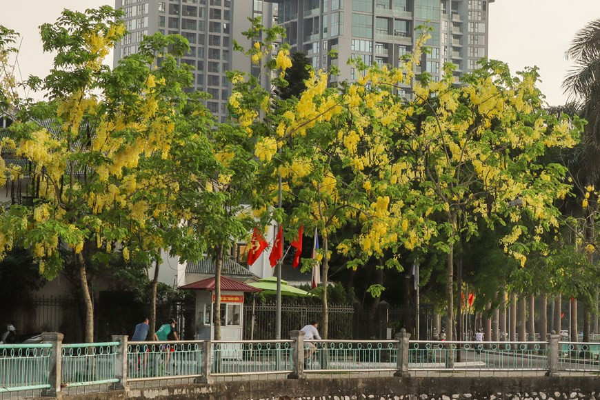 The clusters of golden shower flowers all over the streets create a beautiful scene. In Hanoi, golden shower trees are grown mostly on the roads along West Lake such as Nguyen Dinh Thi, Trich Sai and Quang Ba. (Photo: Vietnam+)